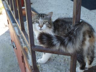 Молодой кот в Шатурском районе