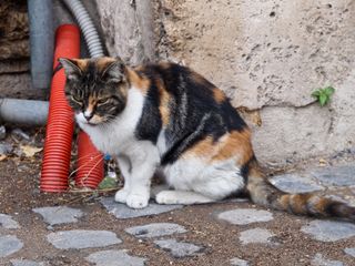 Кошка в Колизее