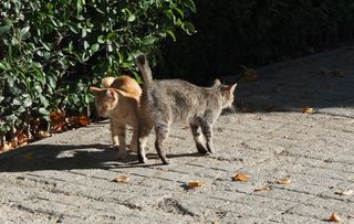 Молодые коты в Толедо